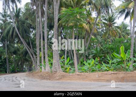 Paysage de fermes de cocotiers, banane et papaye - Salalah 2021, Oman. Le format de fichier brut est disponible Banque D'Images