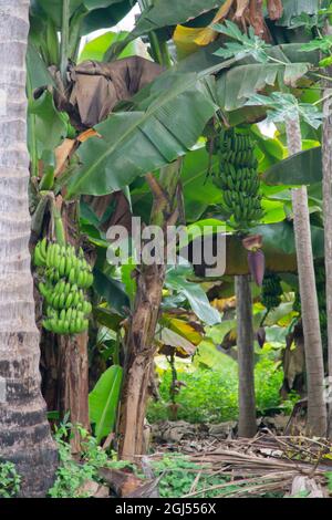 Paysage de fermes de cocotiers, banane et papaye - Salalah 2021, Oman. Le format de fichier brut est disponible Banque D'Images