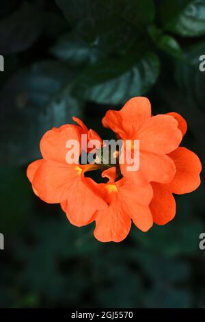 fleur de crossandra de couleur orange au printemps Banque D'Images