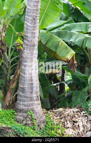 Paysage de fermes de cocotiers, banane et papaye - Salalah 2021, Oman. Le format de fichier brut est disponible Banque D'Images