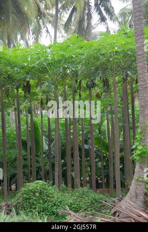 Paysage de fermes de cocotiers, banane et papaye - Salalah 2021, Oman. Le format de fichier brut est disponible Banque D'Images