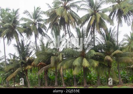 Paysage de fermes de cocotiers, banane et papaye - Salalah 2021, Oman. Le format de fichier brut est disponible Banque D'Images