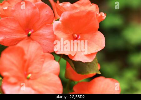 belle impression les fleurs sont en fleurs dans le jardin pendant la saison de printemps Banque D'Images