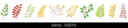 Feuilles d'automne. Branches colorées isolées. Ensemble de branches d'automne. Illustration vectorielle. Illustration de Vecteur