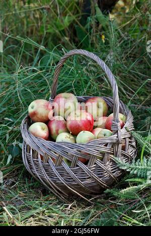 Malus domestica. Collecte de pommes dans un jardin anglais. Banque D'Images