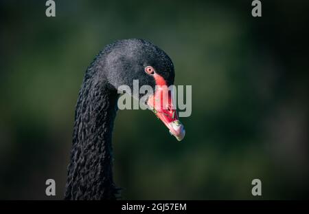 Un cygne noir sauvage avec bec rouge vif à Albert Park, Melbourne, Australie. Banque D'Images