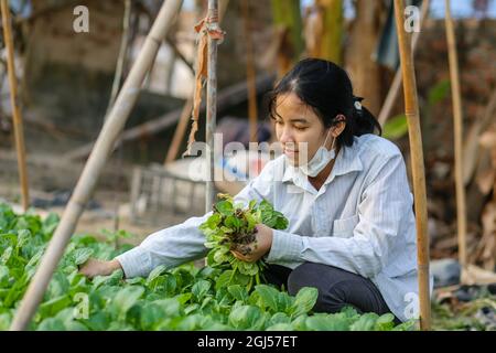 Jeune fille vietnamienne cueillant de la moutarde en feuilles dans le jardin Banque D'Images