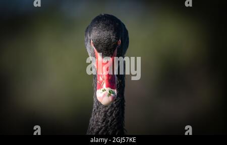 Un cygne noir sauvage avec bec rouge vif à Albert Park, Melbourne, Australie. Banque D'Images