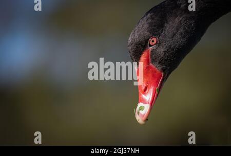 Un cygne noir sauvage avec bec rouge vif à Albert Park, Melbourne, Australie. Banque D'Images