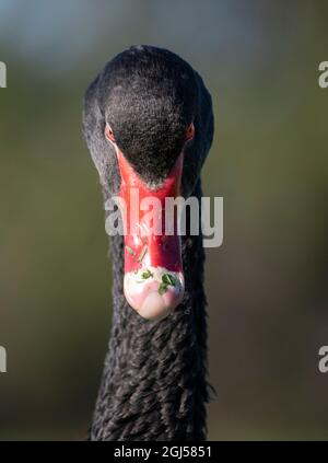 Un cygne noir sauvage avec bec rouge vif à Albert Park, Melbourne, Australie. Banque D'Images