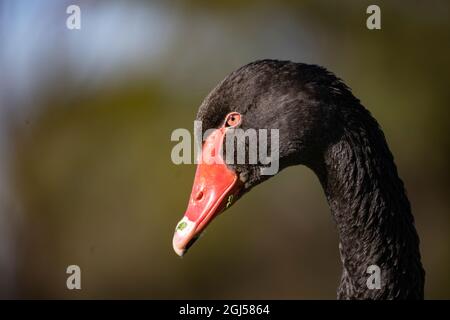 Un cygne noir sauvage avec bec rouge vif à Albert Park, Melbourne, Australie. Banque D'Images