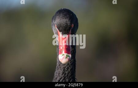 Un cygne noir sauvage avec bec rouge vif à Albert Park, Melbourne, Australie. Banque D'Images