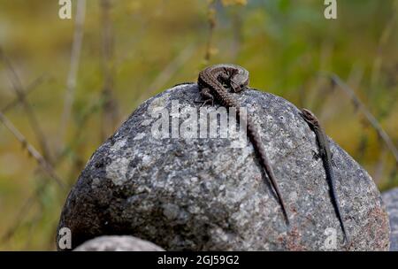 Deux lézards communs réchauffant sur une pierre de granit gris Banque D'Images