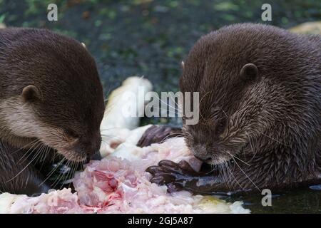 Deux otters de manger leur proie. (Amblonyx cinereus) Banque D'Images