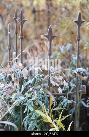 Des épillets ornementaux en suspension aplatis d'avoine sauvage d'Amérique du Nord (Chasmanthium latifolium) dans un jardin en novembre Banque D'Images