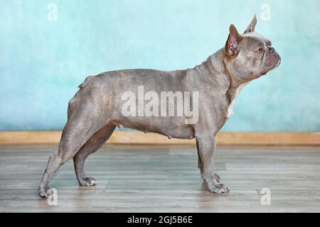 Chien Bulldog français lilas bringé debout devant le mur Banque D'Images