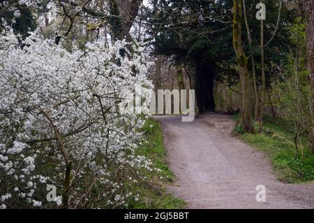 Arbre de la fauve commune (Crataegus monogyna) recouvert de petites fleurs blanches par sentier à Skipton Woods, Skipton, North Yorkshire, Angleterre, Royaume-Uni. Banque D'Images