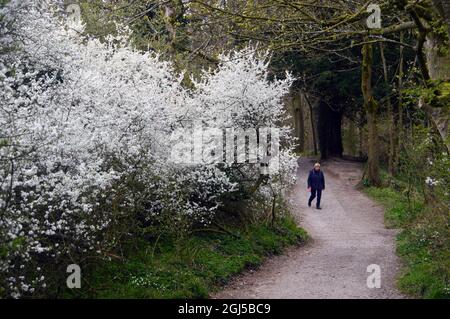 Femme marchant par le Common Hawthorn Tree (Crataegus monogyna) couvert de petites fleurs blanches sur le sentier de Skipton Woods, North Yorkshire, Angleterre, Royaume-Uni. Banque D'Images