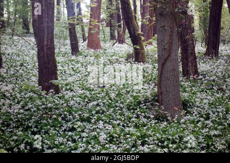 Un tapis de fleurs d'ail sauvage blanc 'Ramson' (Allium ursinum) à Skipton Woods, Skipton, North Yorkshire, Angleterre, Royaume-Uni. Banque D'Images