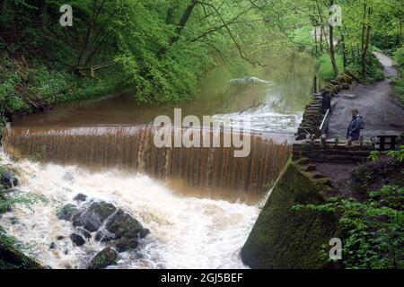 Femme regardant l'eau à écoulement rapide Brown Cascading au-dessus du Weir sur Ellar Beck dans le long Dam, Skipton Woods, Skipton, North Yorkshire, Angleterre, ROYAUME-UNI. Banque D'Images