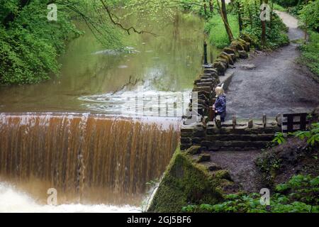 Femme regardant l'eau à écoulement rapide Brown Cascading au-dessus du Weir sur Ellar Beck dans le long Dam, Skipton Woods, Skipton, North Yorkshire, Angleterre, ROYAUME-UNI. Banque D'Images