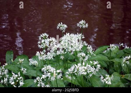 L'ail sauvage blanc « Ramsons » (Allium ursinum) fleurit sur la rive sur Ellar Beck à Skipton Woods, Skipton, North Yorkshire, Angleterre, Royaume-Uni. Banque D'Images