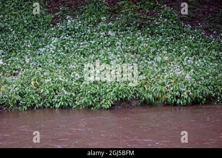 L'ail sauvage blanc « Ramsons » (Allium ursinum) fleurit sur la rive sur Ellar Beck à Skipton Woods, Skipton, North Yorkshire, Angleterre, Royaume-Uni. Banque D'Images