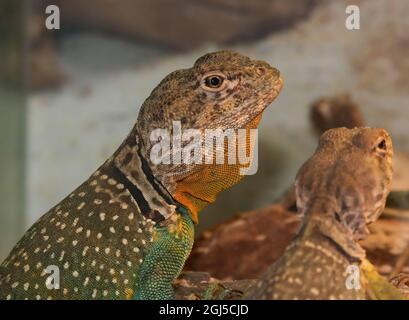 Gros plan sur le lézard rocheux de Basse-Californie, Petrosaurus thalassiinu Banque D'Images