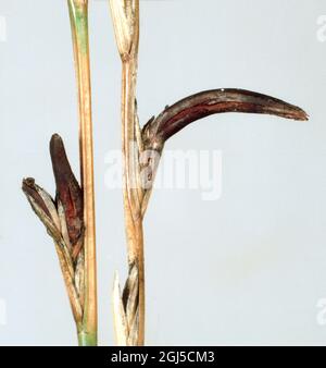 Ergots (Claviceps purpurea) sclérote fongique remplaçant les graines dans les têtes de semis de ray-grass Banque D'Images