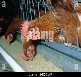 Poules en batterie (brun isa) poules pondeuses dans des cages confinées avec une certaine perte de plumes, montre l'accès à la cuvette d'alimentation Banque D'Images