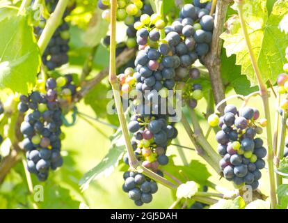 Des petits pains de raisins bleus mûrissant sur la vigne au soleil Banque D'Images