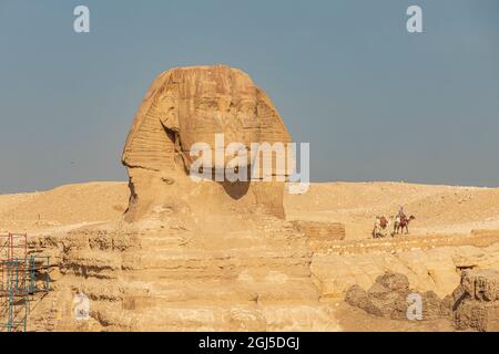 L'Afrique, l'Egypte, Le Caire. Plateau de Gizeh. Grand Sphinx de Gizeh. Banque D'Images