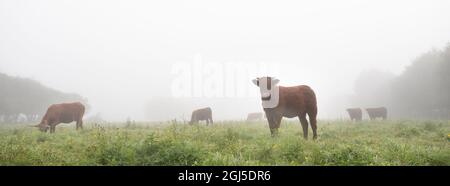 longues vaches à cornes le matin brumeux dans le parc régional entre rouen et le havre dans le nord de la france Banque D'Images