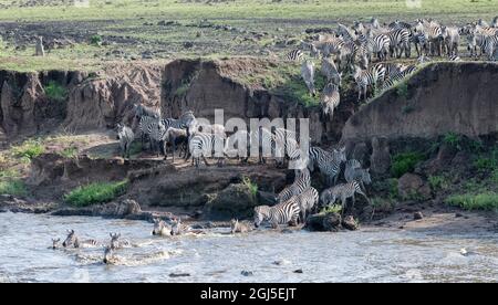 Afrique, Kenya, Réserve nationale de Maasai Mara. Les crocodiles du Nil se nourrissent de zèbres traversant la rivière Mara. Credit AS: Bill Young / Jaynes Gallery / DanitaDelimo Banque D'Images