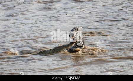 Afrique, Kenya, Réserve nationale de Maasai Mara. Crocodiles du Nil attaquant le zèbre traversant la rivière Mara. Credit AS: Bill Young / Jaynes Gallery / DanitaDelim Banque D'Images