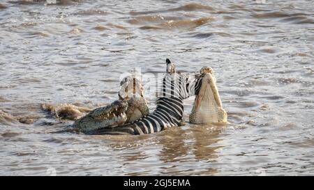 Afrique, Kenya, Réserve nationale de Maasai Mara. Crocodiles du Nil attaquant le zèbre traversant la rivière Mara. Credit AS: Bill Young / Jaynes Gallery / DanitaDelim Banque D'Images