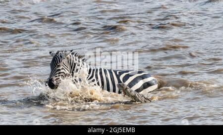 Afrique, Kenya, Réserve nationale de Maasai Mara. Crocodiles du Nil attaquant le zèbre traversant la rivière Mara. Credit AS: Bill Young / Jaynes Gallery / DanitaDelim Banque D'Images