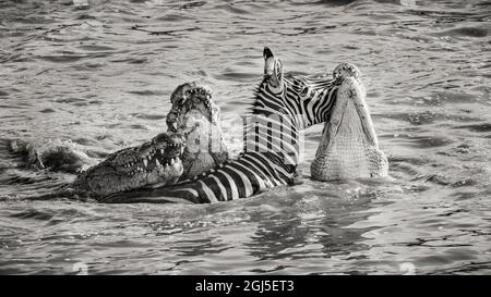 Afrique, Kenya, Réserve nationale de Maasai Mara. Gros plan des crocodiles du Nil qui attaquent le zébra dans le fleuve. Credit AS: Bill Young / Jaynes Gallery / DanitaDeli Banque D'Images