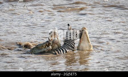 Afrique, Kenya, Réserve nationale de Maasai Mara. Gros plan des crocodiles du Nil qui attaquent le zébra dans le fleuve. Credit AS: Bill Young / Jaynes Gallery / DanitaDeli Banque D'Images