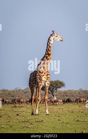 La girafe de Maasai est si grande sur un fond de wildebeest. Banque D'Images