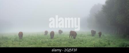 longues vaches à cornes le matin brumeux dans le parc régional entre rouen et le havre dans le nord de la france Banque D'Images