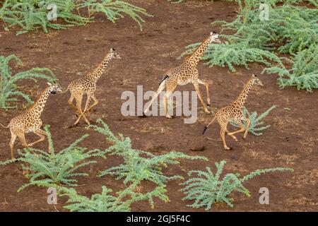 Afrique, Kenya, Shompole, vue aérienne troupeau de girafes (Giraffa camelopardalis) fonctionnant en conservation Shompole dans la vallée du Rift Banque D'Images