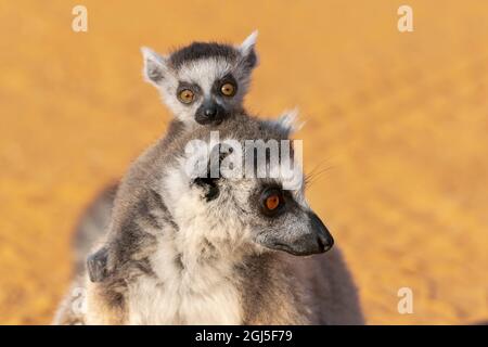 Afrique, Madagascar, Anosy, Réserve Berenty. Citron à queue annulaire, lemur catta. Portrait d'une femme et d'un bébé. Banque D'Images