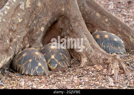 Afrique, Madagascar, région d'Anosy, Réserve de Berenty. Ces tortues rayonnées menacées passent la nuit nichée dans les racines protectrices d'un arbre Banque D'Images