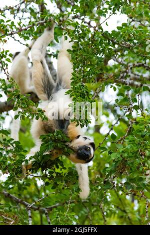 Madagascar, Berenty, réserve Berenty. Le sifaka de Verreaux pend à l'envers, mangeant des feuilles dans un arbre. Banque D'Images
