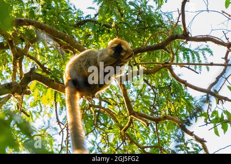 Madagascar, Berenty, réserve Berenty. Lémuriens bruns à la façade rouge reposant dans un arbre. Banque D'Images