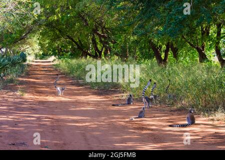 Madagascar, Berenty, réserve Berenty. Une troupe de lémuriens à queue circulaire près d'une route. Banque D'Images