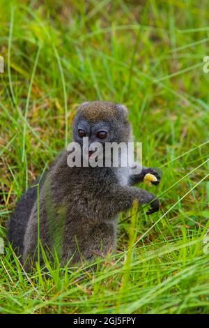 Madagascar, Andasibe, Vakona Lodge, Ile de Lemur. Lémuriens de bambou (Hapalemur griseus) en train de manger. Banque D'Images