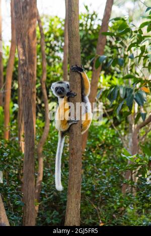 Madagascar, Andasibe, Vakona Lodge, Ile de Lemur. Diademed sifaka (Propithecus diadema) dans un arbre. Banque D'Images