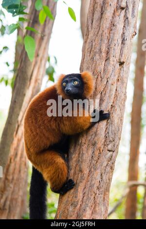 Madagascar, Andasibe, Vakona Lodge, Ile de Lemur. Lémure rouge à revers (Varecia rubra) dans un arbre. Banque D'Images